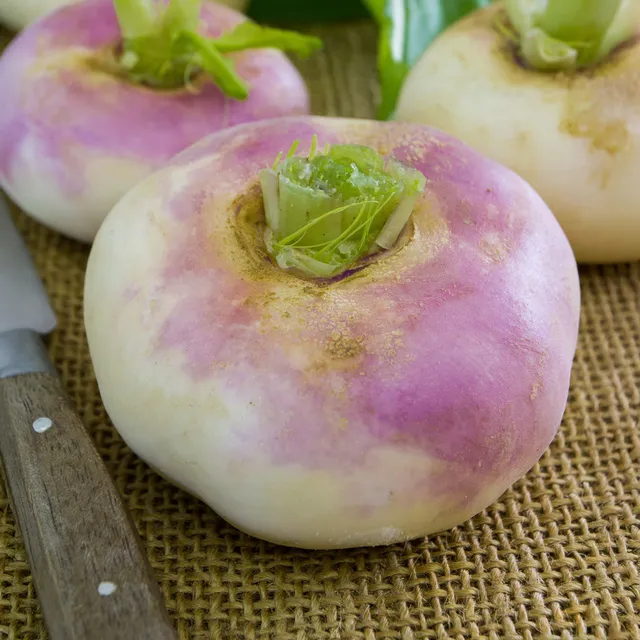 Bakker Navet De Milan à collet rose graines 5g précoce