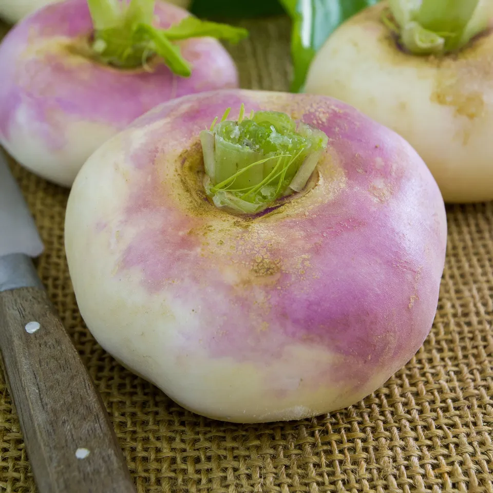 Bakker Navet De Milan à collet rose graines 5g précoce