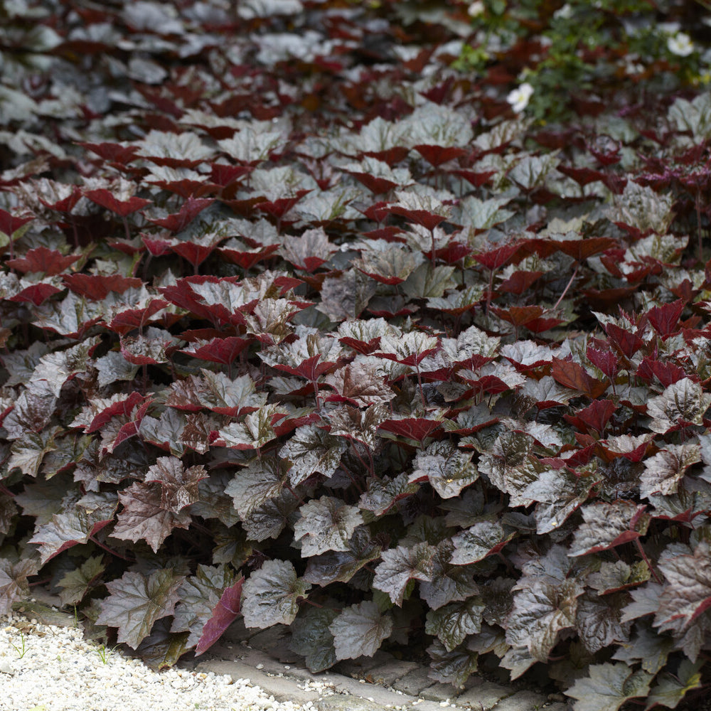 Bakker Palace Purple heuchère pourpre pot 9 cm
