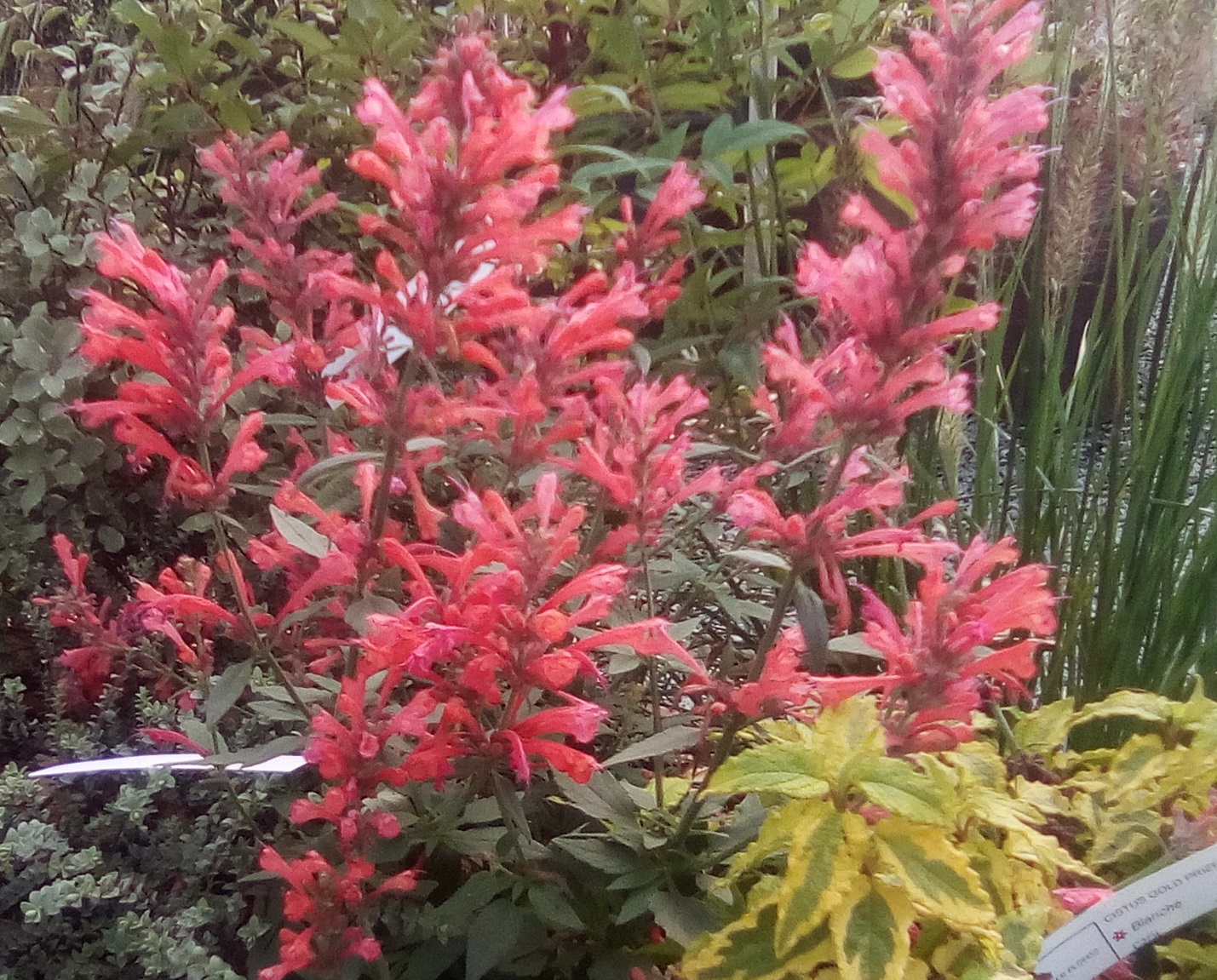 Pépinières Ripoche Agastache Kudos Coral plante vivace corail