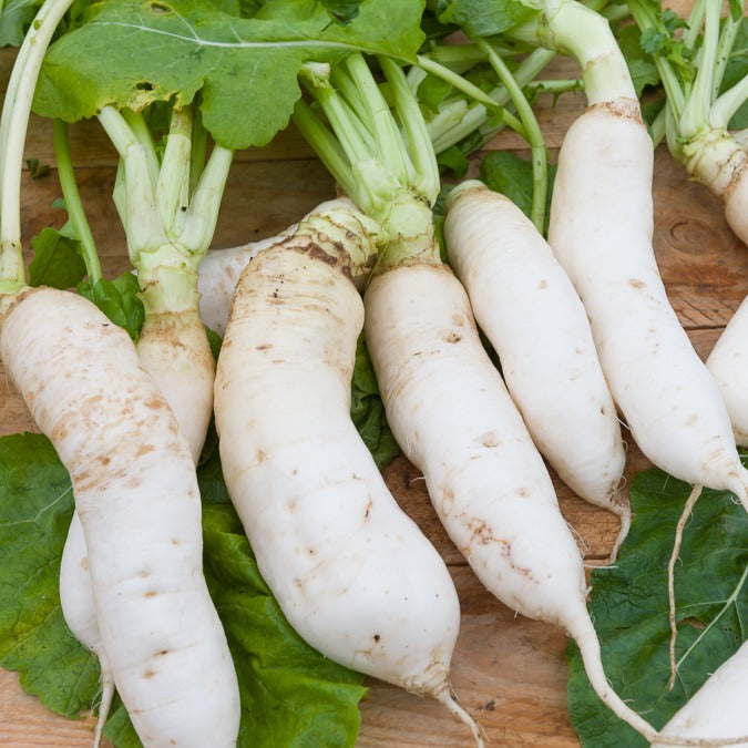 Bakker Navet Croissy demi-long sachet 5g potager