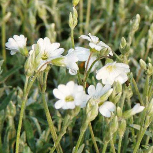 Bakker Plantes vivaces Céraiste de Bieberstein couvre-sol pot 9cm blanc