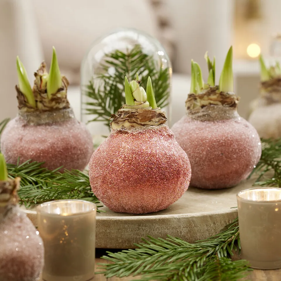 Bakker Magic Rosé Gold amaryllis wax rouge la pièce