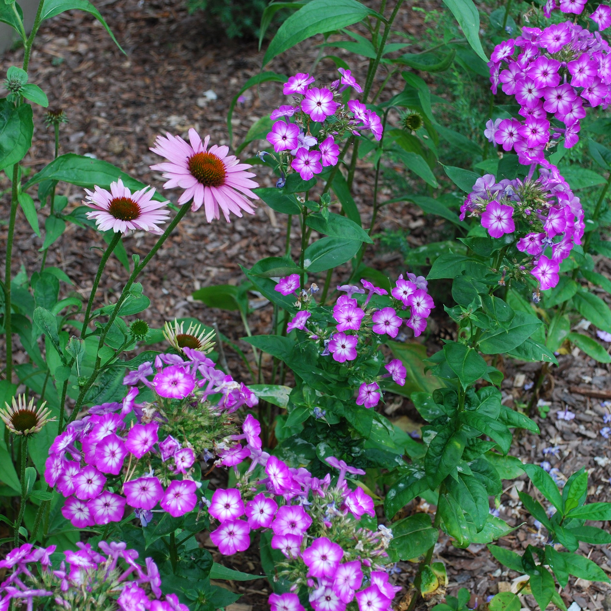 Bakker Phlox paniculé Uspech plante vivace pot 9cm violet
