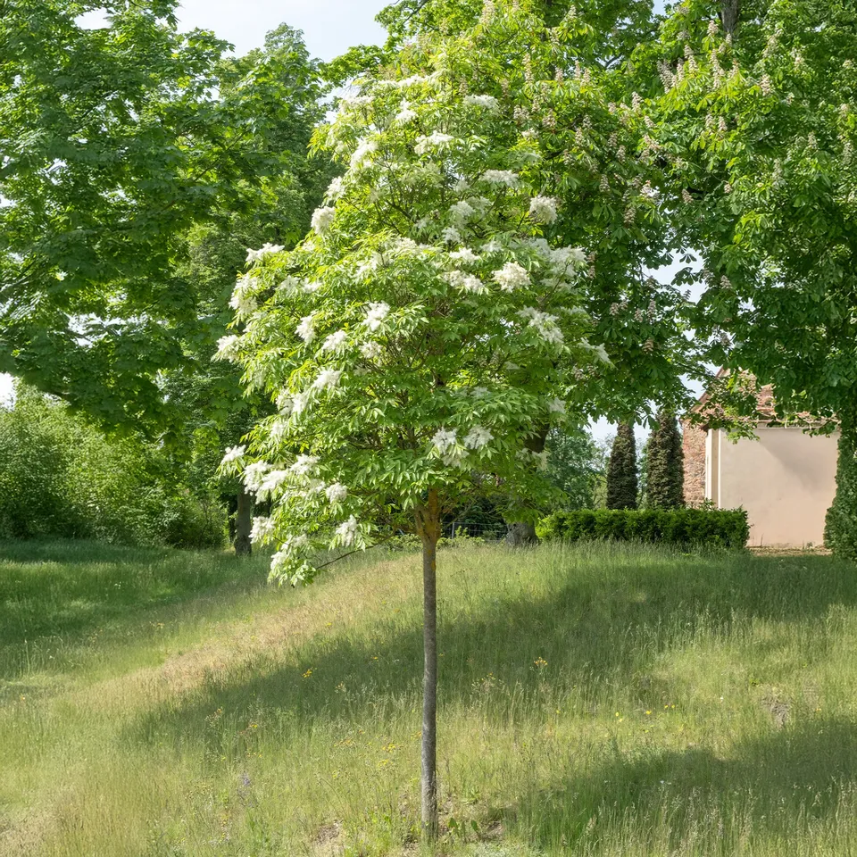 Bakker Frêne à fleurs arbre godet 11 cm 80-100 cm