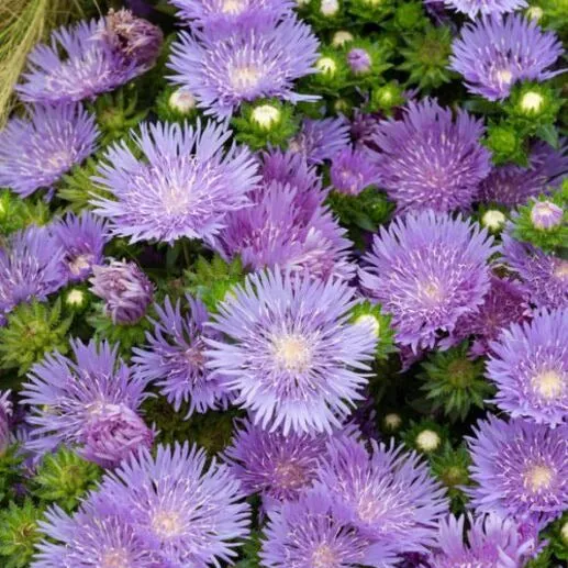 Bakker Plantes vivaces Mels Blue bleuet d'Amérique pot 1L violet