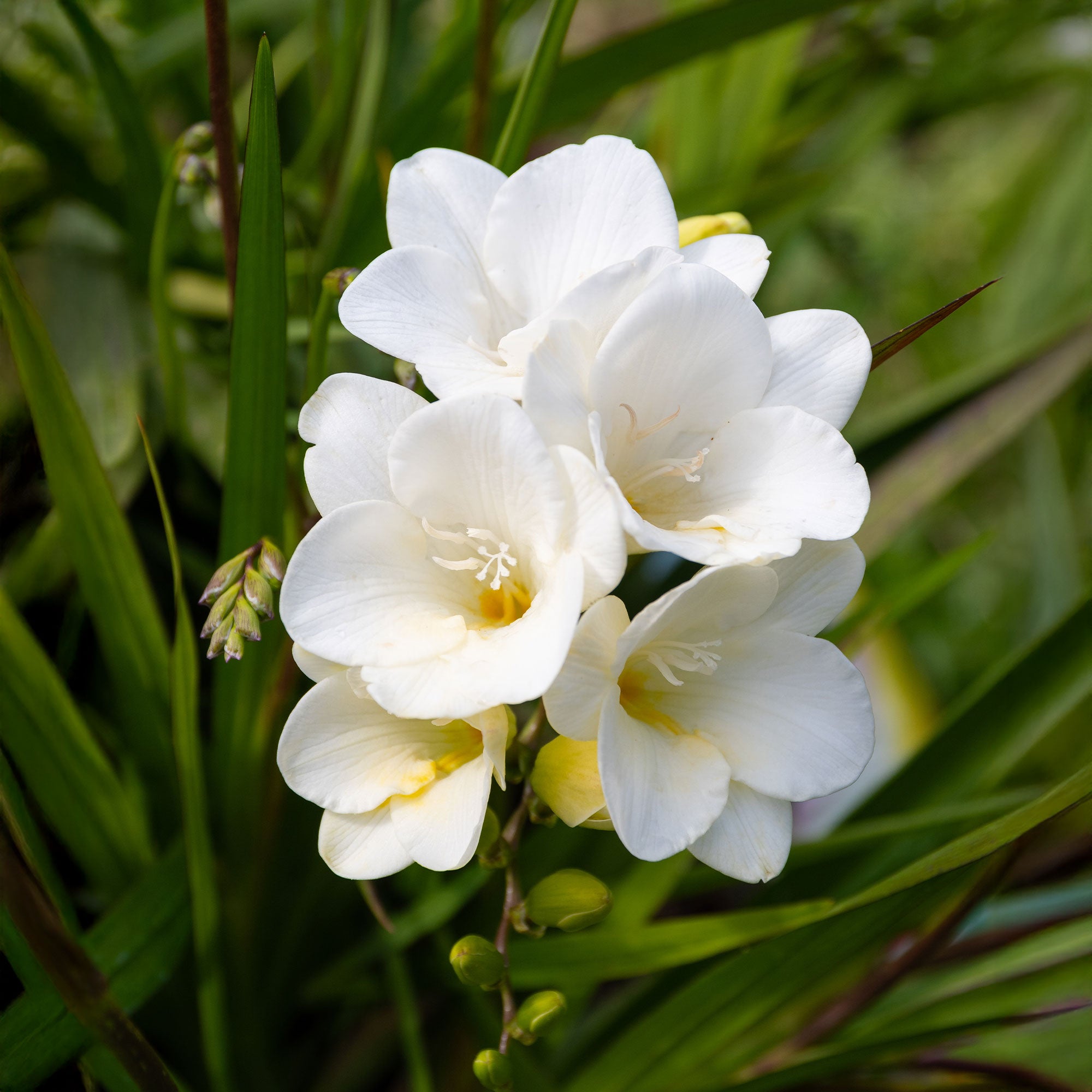 Bakker Bulbes à fleurs Freesia simple blanche bulbe sachet 15 parfumé