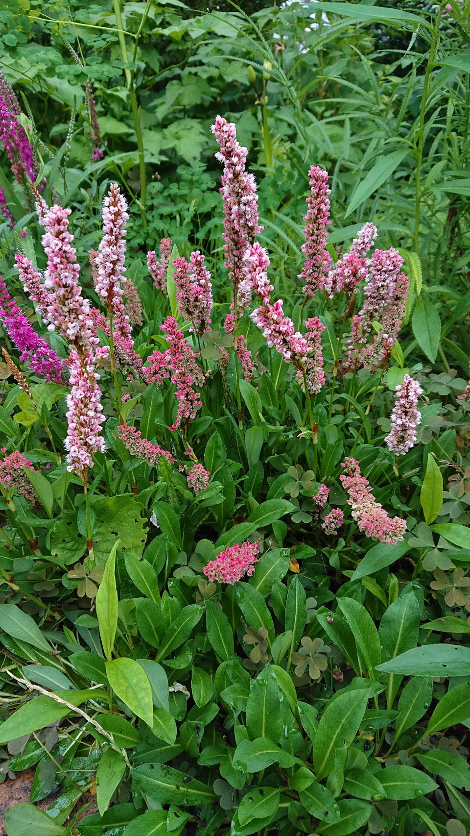 Persicaria affinis Kabouter renouée vivace couvre-sol rose