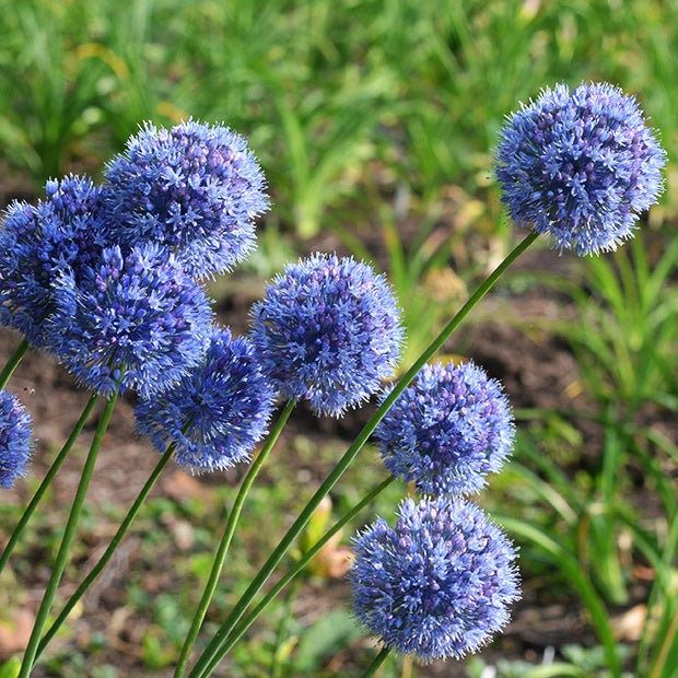 Bakker Allium bleu azureum bulbe fleur sachet 20 bulbes été
