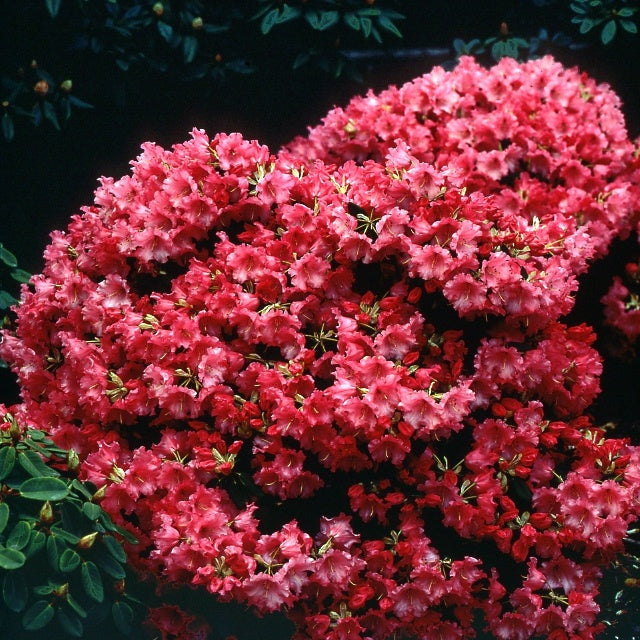Bakker Baden Baden rhododendron arbuste pot 3L rouge