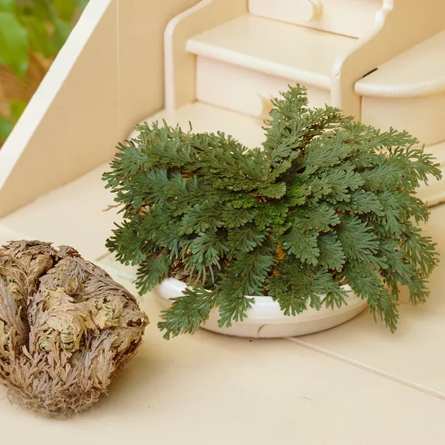 Bakker Rose de Jéricho plante d'intérieur boule verte
