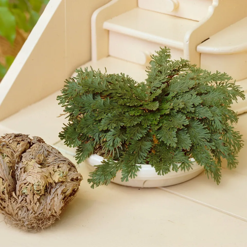 Bakker Rose de Jéricho plante d'intérieur boule verte
