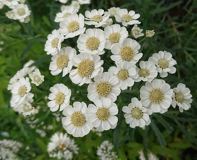 Passion Vivaces Achillea W B Child achillée rose pâle vivace pot