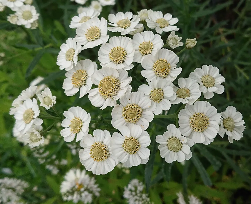 Passion Vivaces Achillea W B Child achillée rose pâle vivace pot