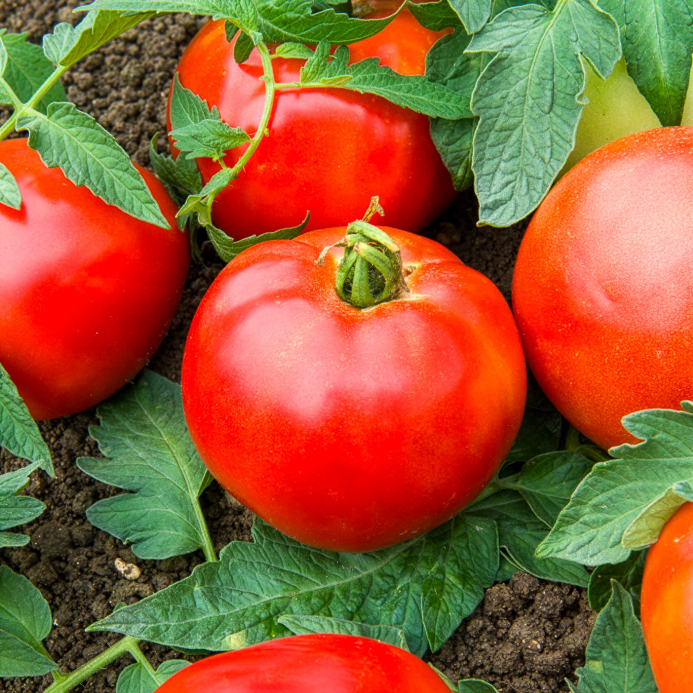 Bakker Pyros HF1 tomate rouge sachet 0,1 g précoce