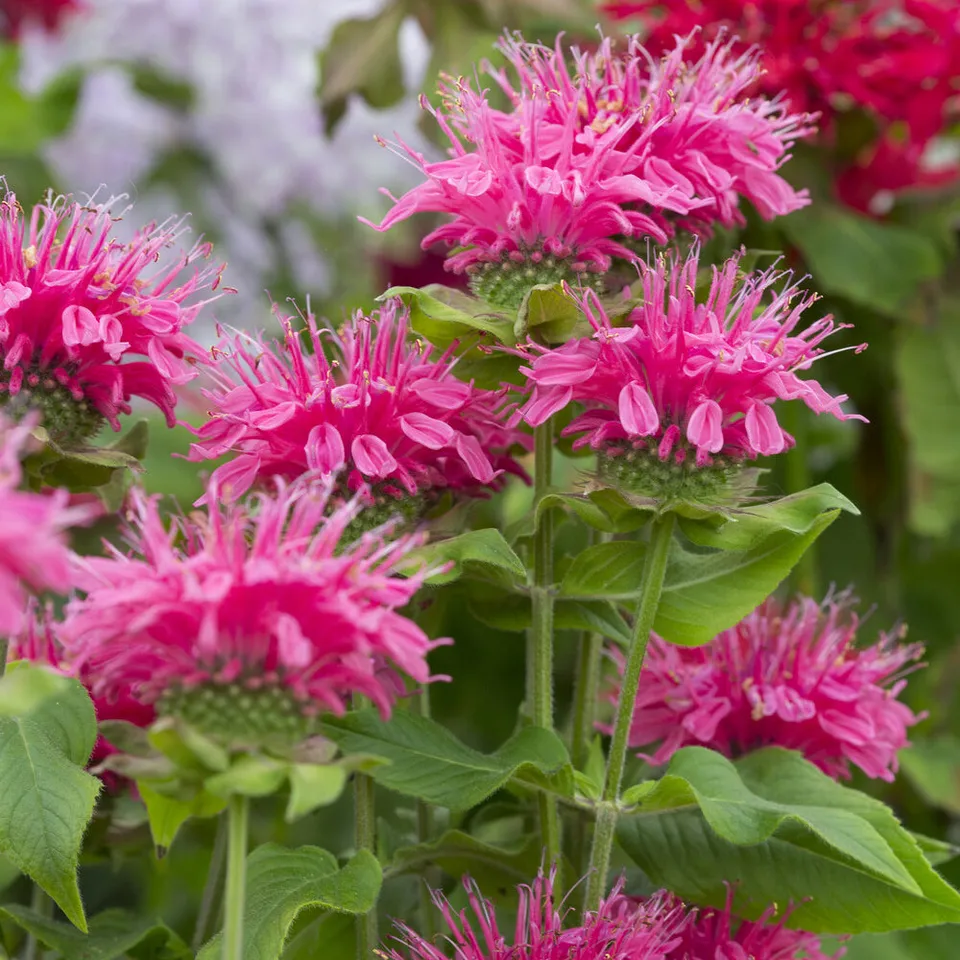 Bakker Monarde Pink Lace vivace pot Ø 9cm rose