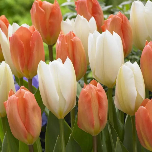 Bakker Tulipes Stockholm Tulipa bulbe rouge sachet 10 double