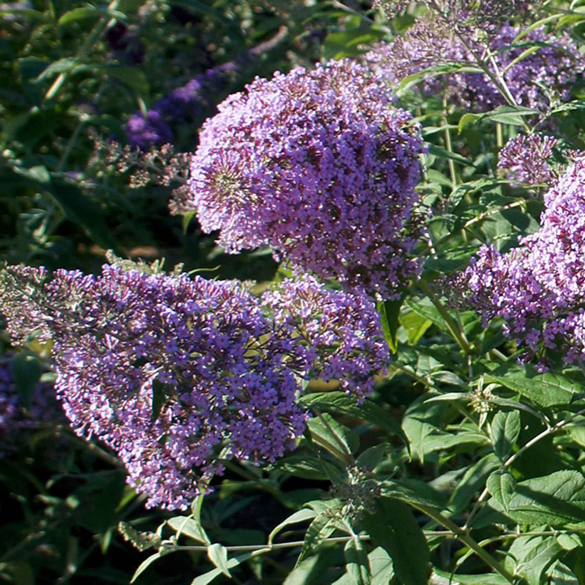Bakker Gulliver buddleia pot 9cm fleurs violettes papillons