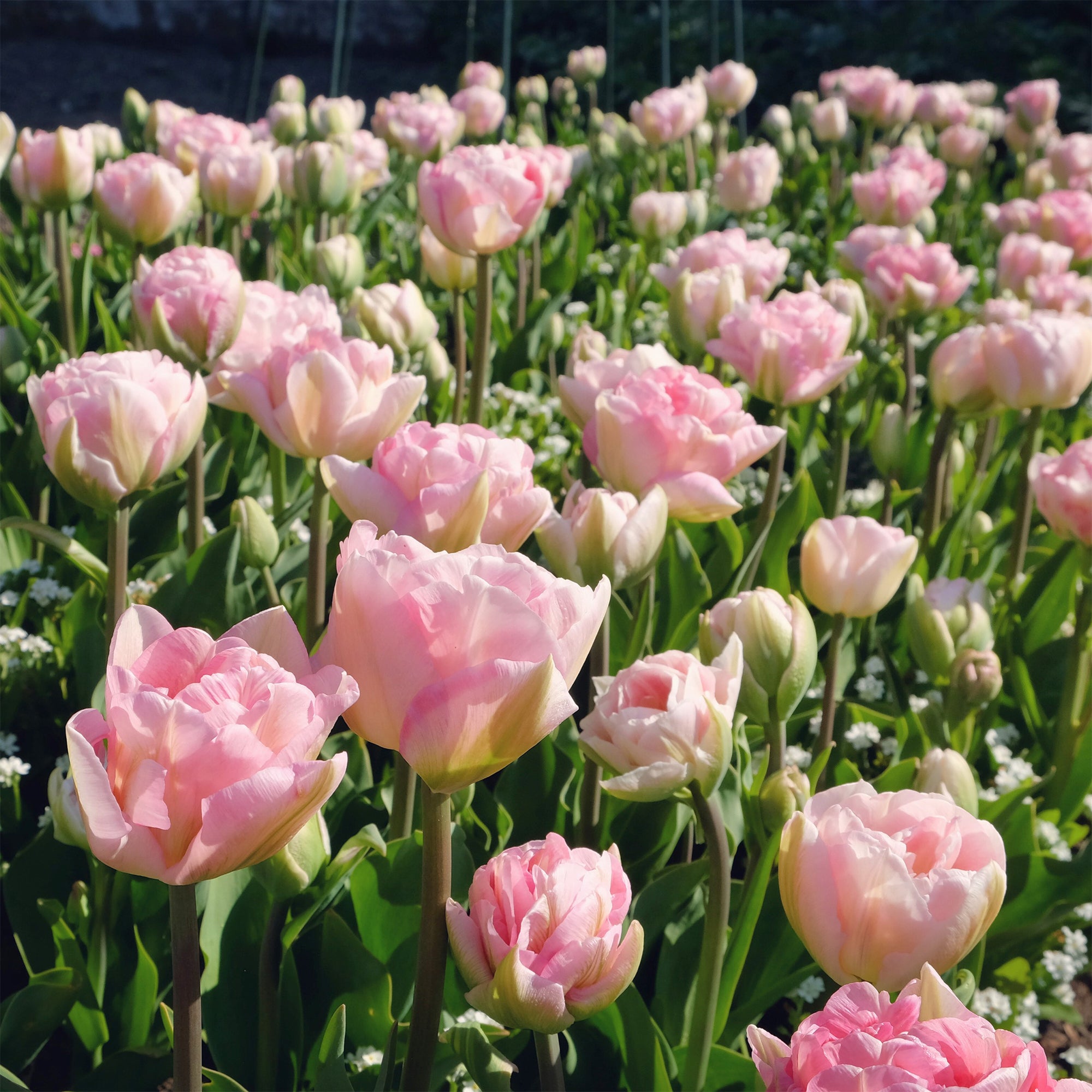 Bakker Bulbes à fleurs Tulipe Angélique double rose 10 bulbes