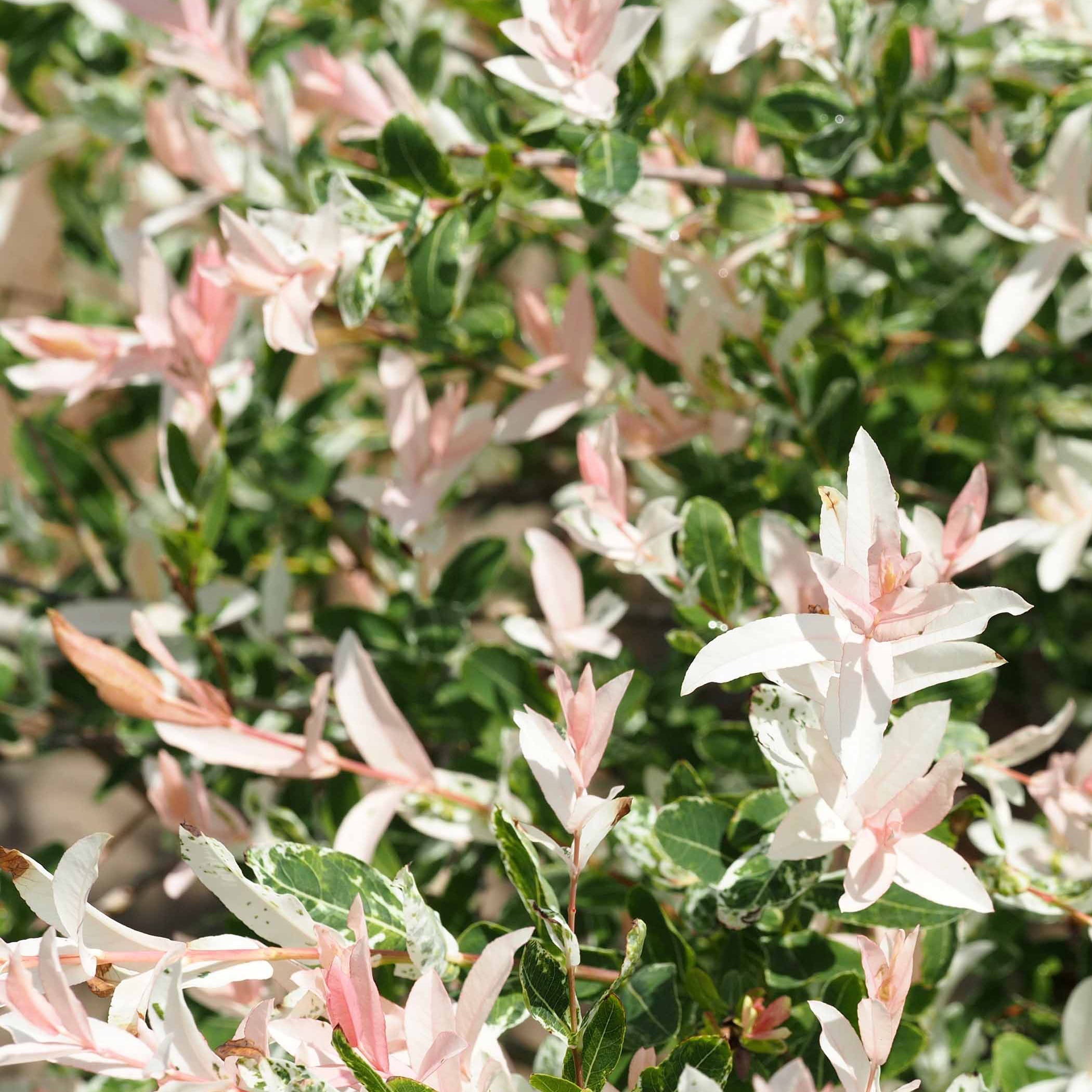 Bakker Hakuro saule crevette pot 11 cm 30-50 cm rose