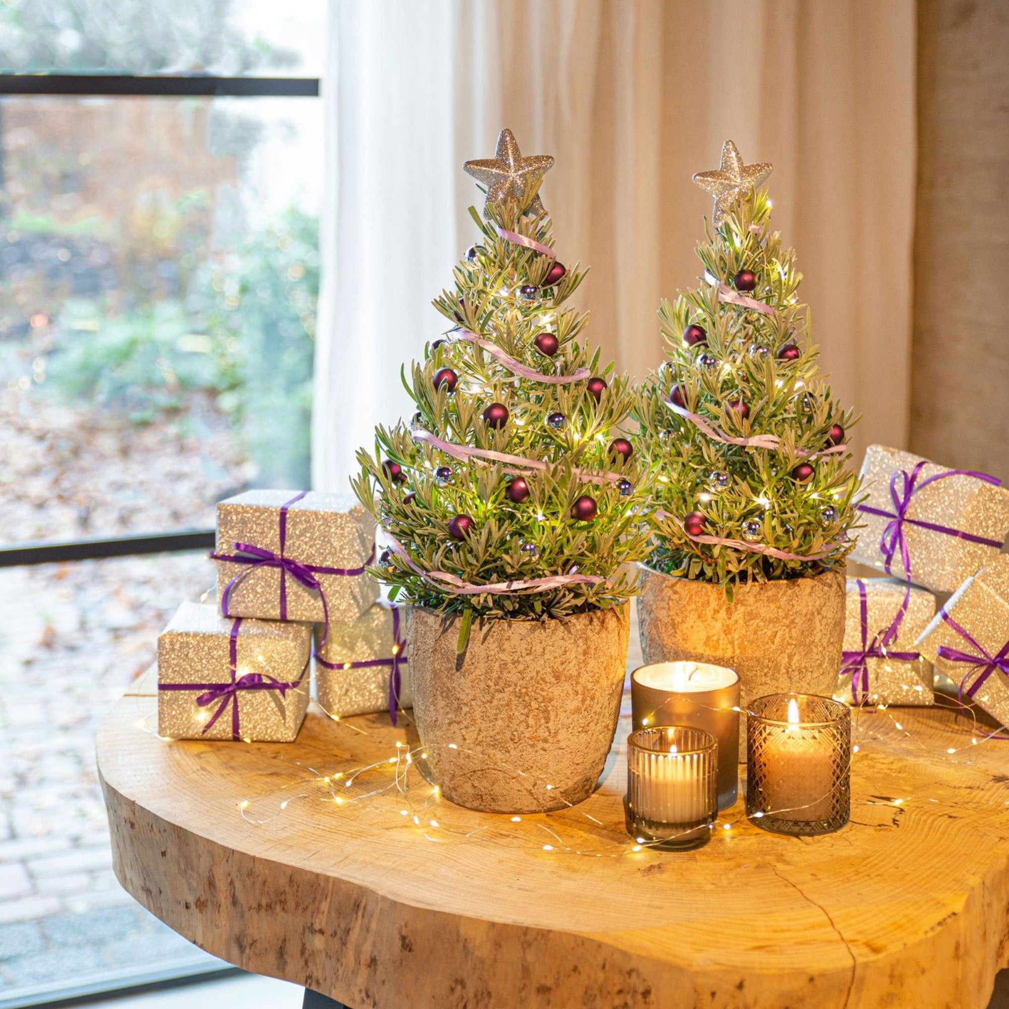 Bakker Christmas Tree lavande de Noël pot 15cm