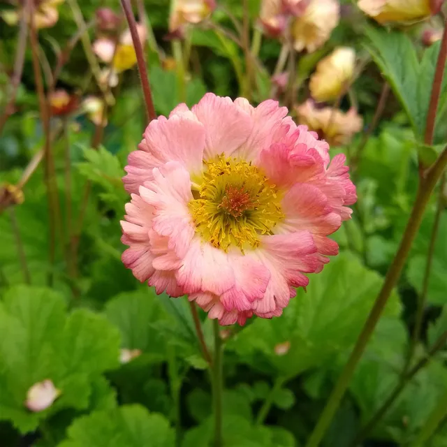Bakker Vivaces Benoîte Mai Tai Geum plante pot 9cm rose corail