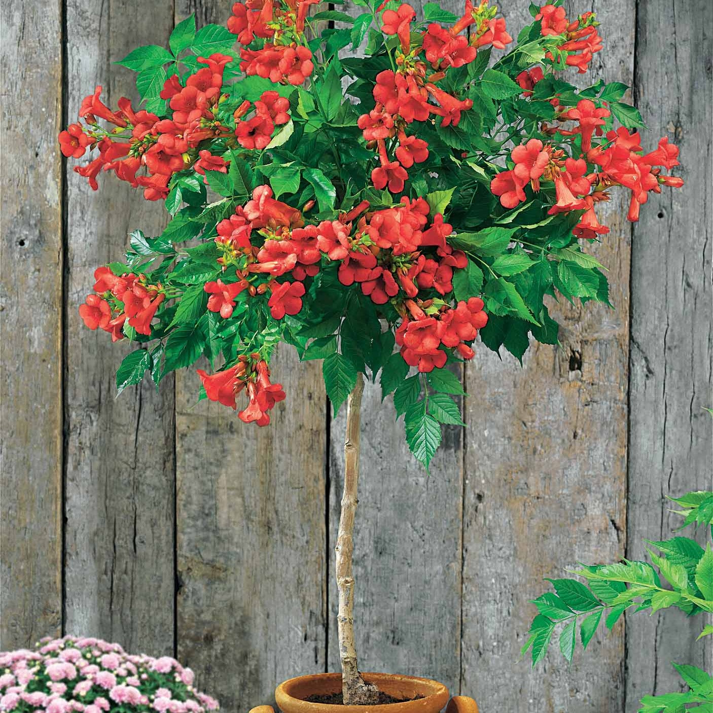Bakker Bignone rouge sur tige pot 3L 60cm