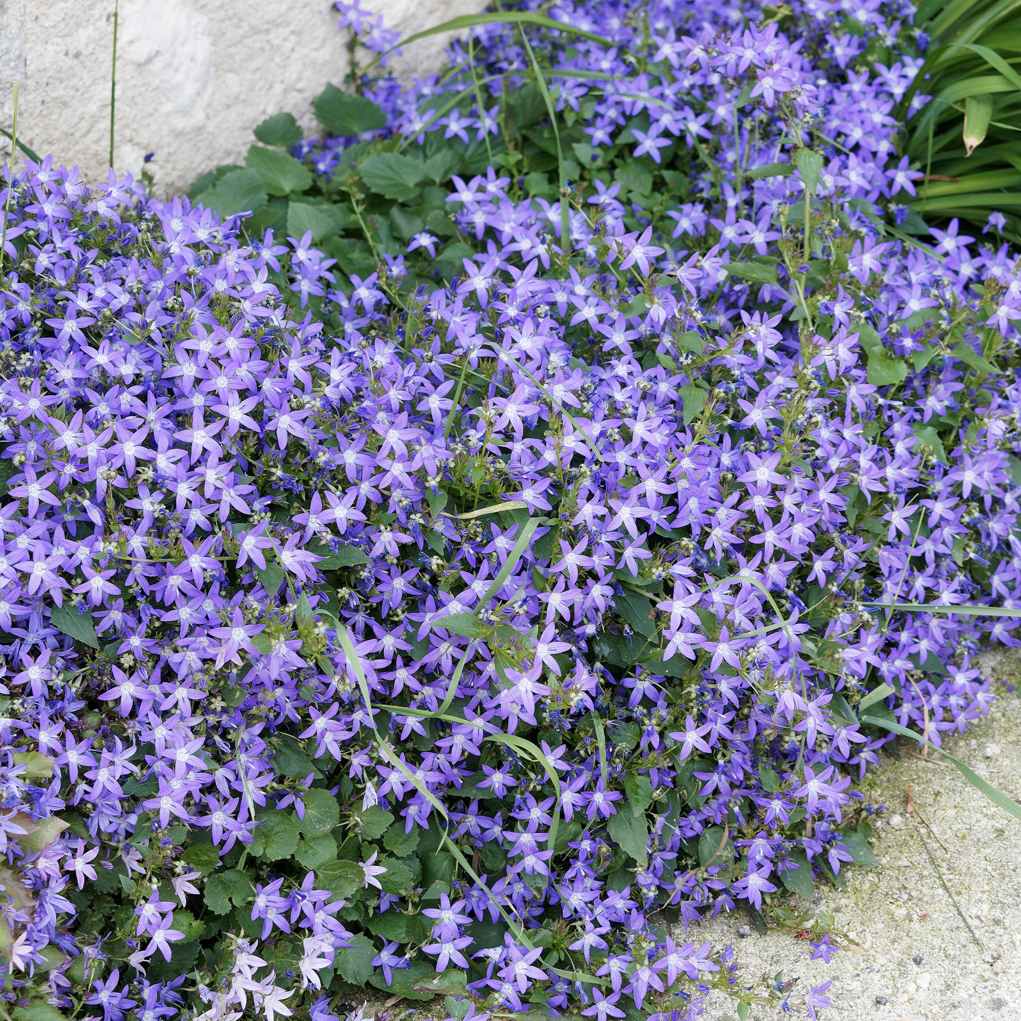 Bakker Plantes vivaces rampantes x15 couvre-sol 2 m² mélange