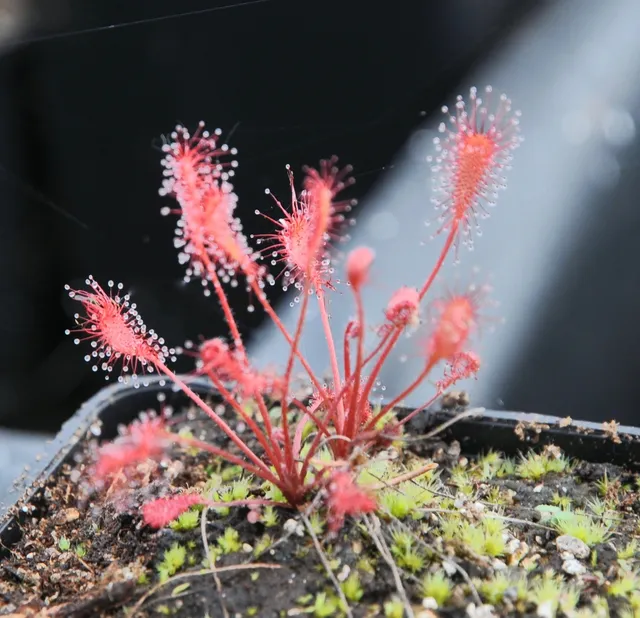 Carniflore Drosera affinis plante carnivore pot 9 cm rouge subtropicale