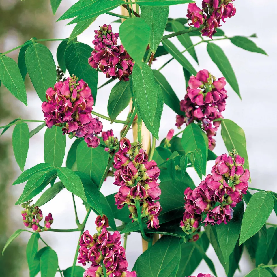 Bakker Glycine tubéreuse bulbe sachet 1 calibre II fuchsia
