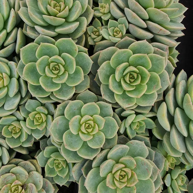 Bakker Echeveria rose succulente pot Ø 9cm soleil