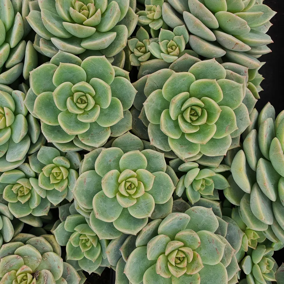 Bakker Echeveria rose succulente pot Ø 9cm soleil