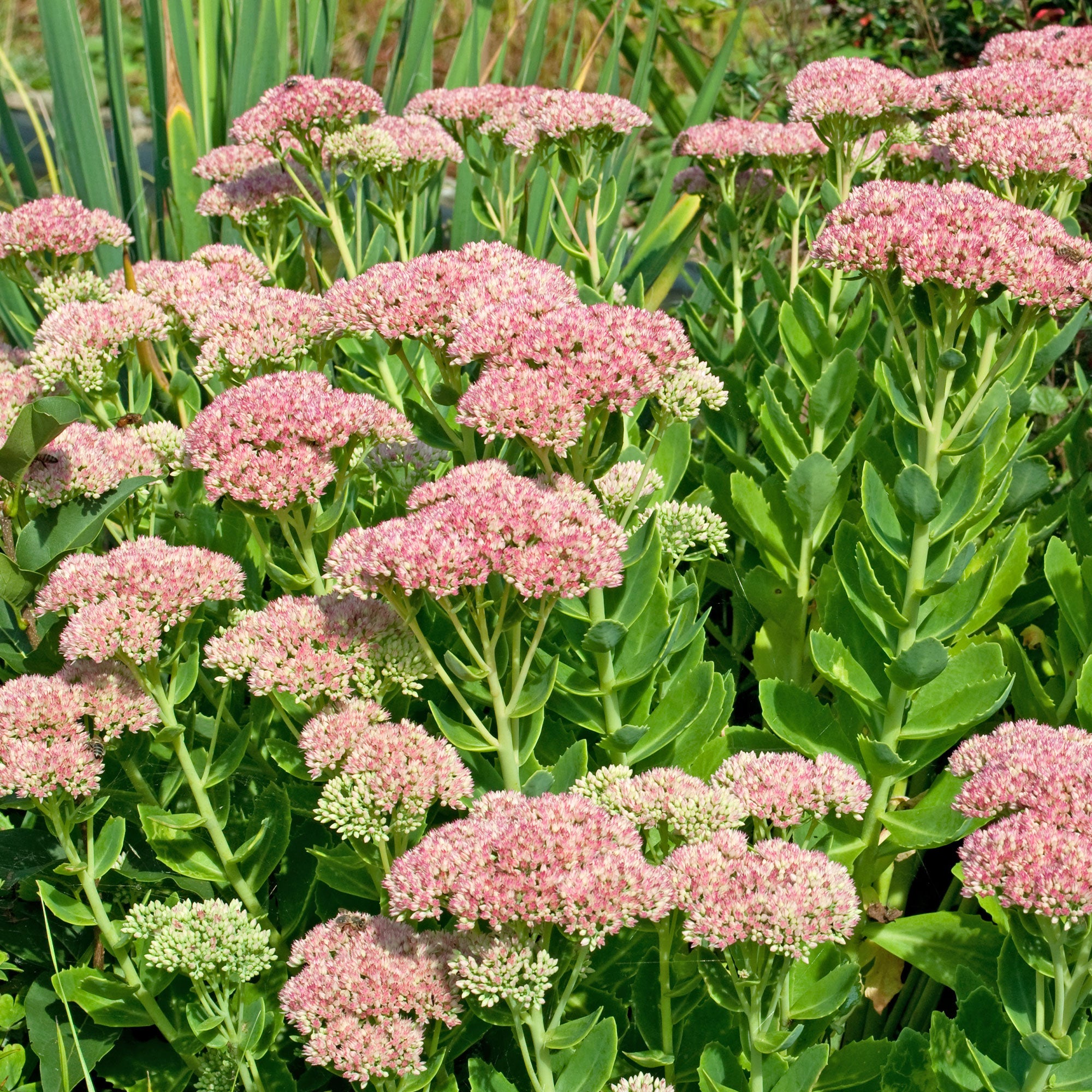 Bakker Sedum Carmen plante vivace pot 8cm rose