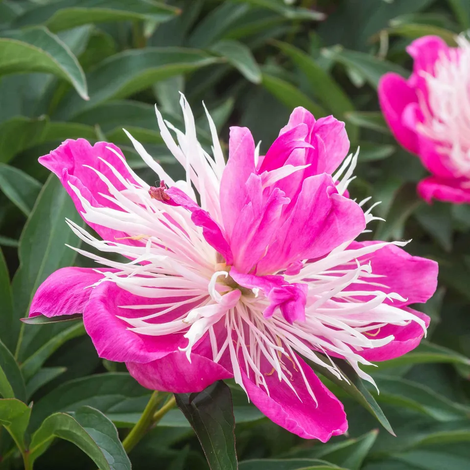 Bakker Pivoine Fantastic plante vivace racine nue fleurs roses