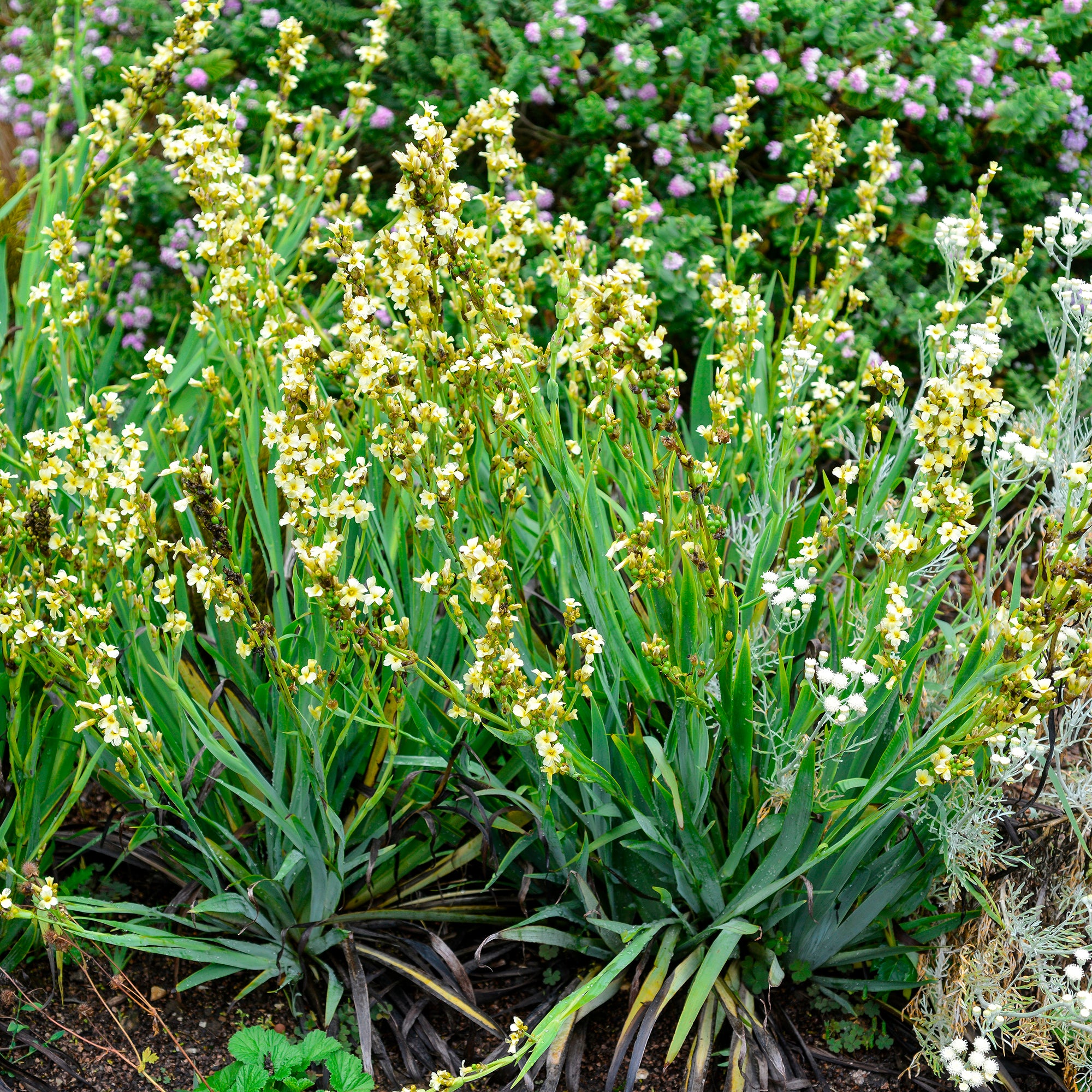 Bakker Bermudienne striée vivace pot 8cm fleurs jaunes