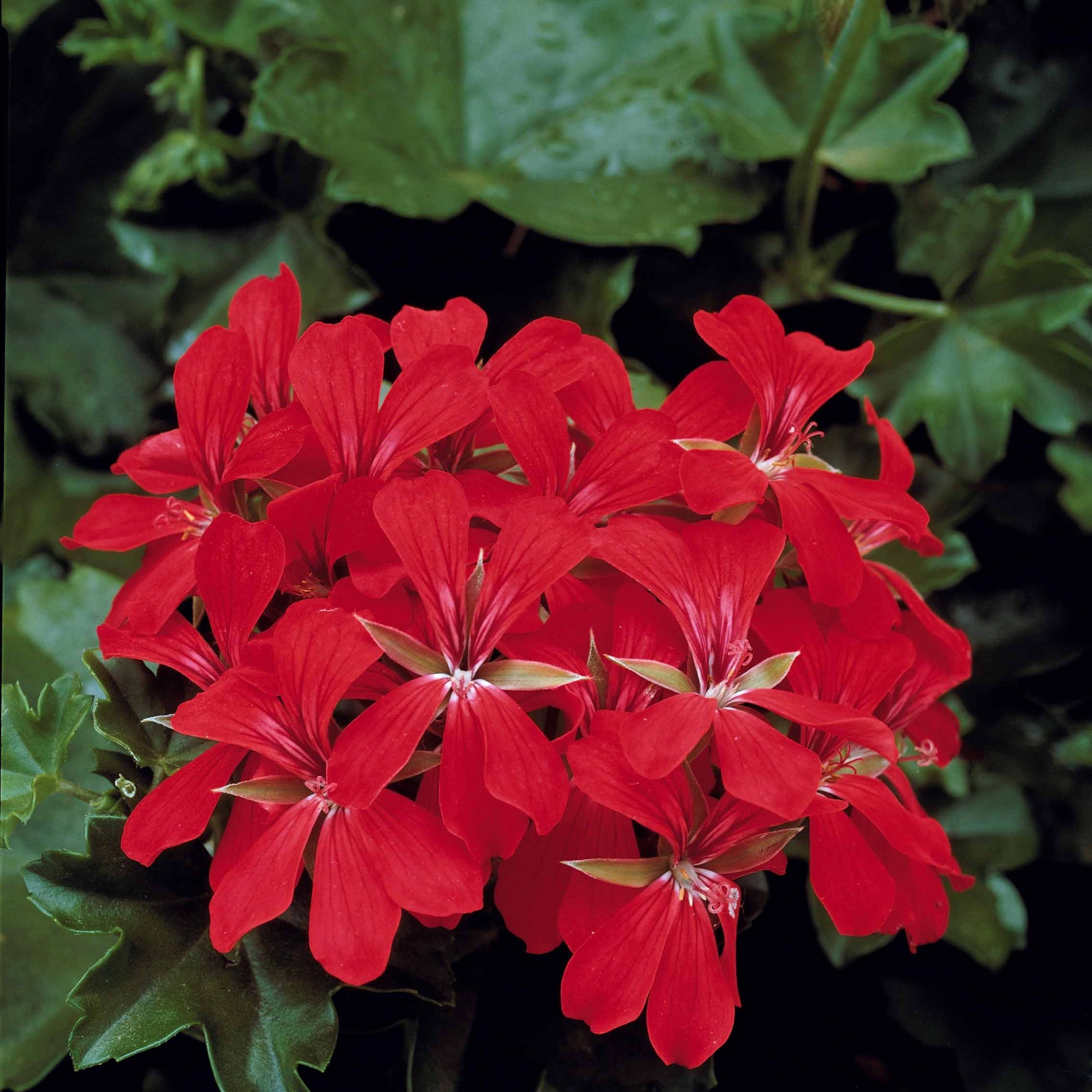 Bakker Géraniums-lierres rouge bicolore 6 pots Ø10,5cm