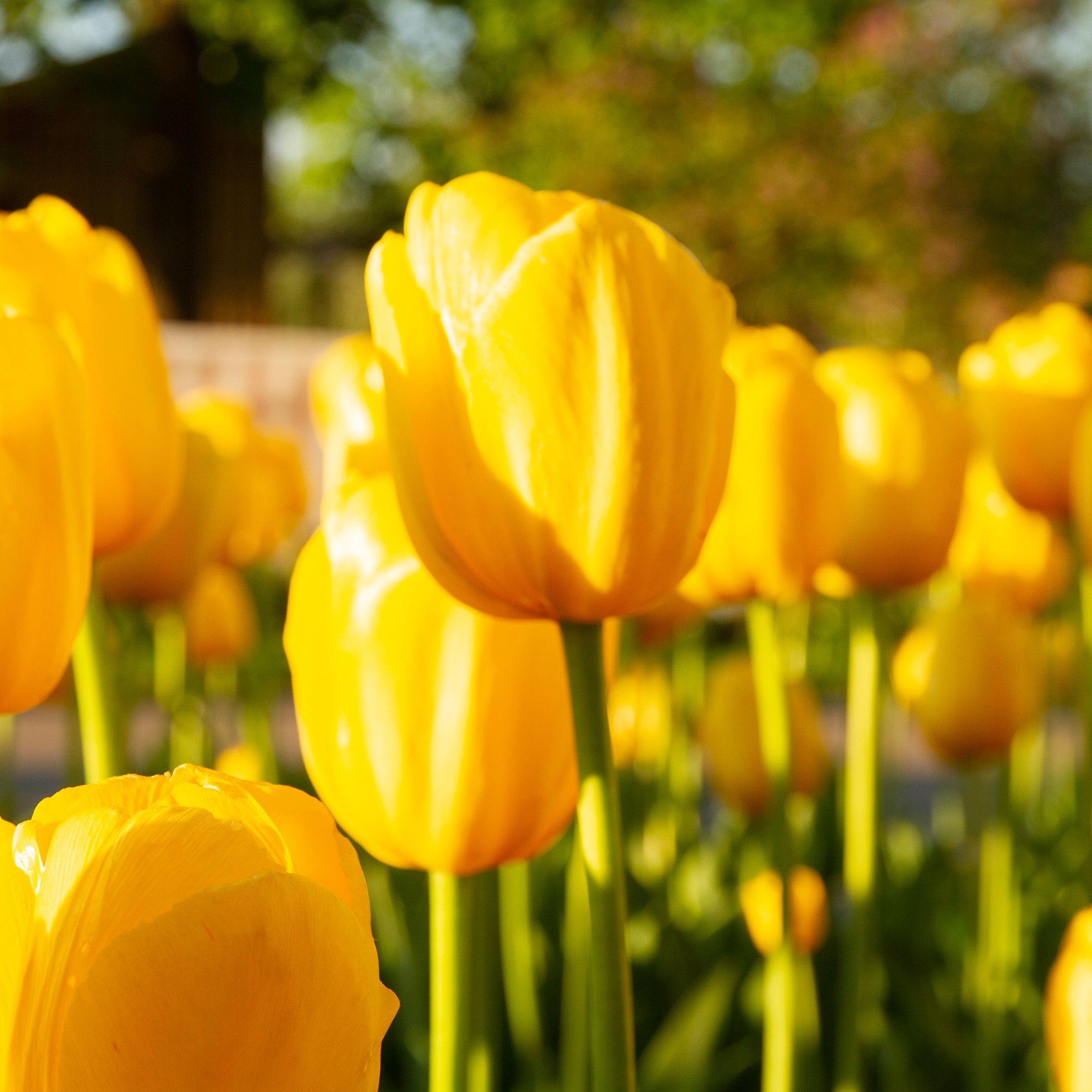 Bakker Tulipes longues tiges jaunes bulbes sachet 5 coupe