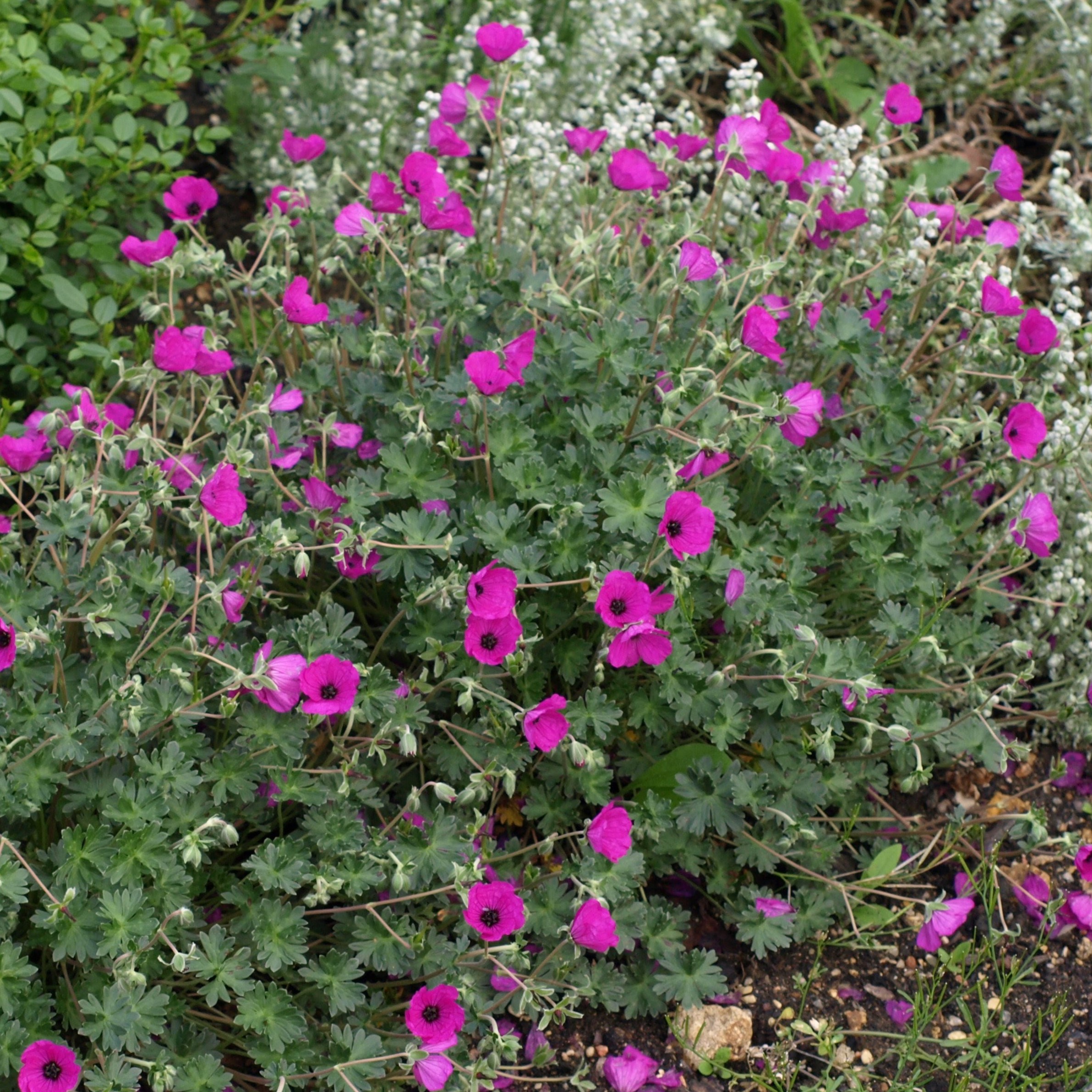 Passion Vivaces Geranium subcaulescens Splendens vivace pot 1L rouge