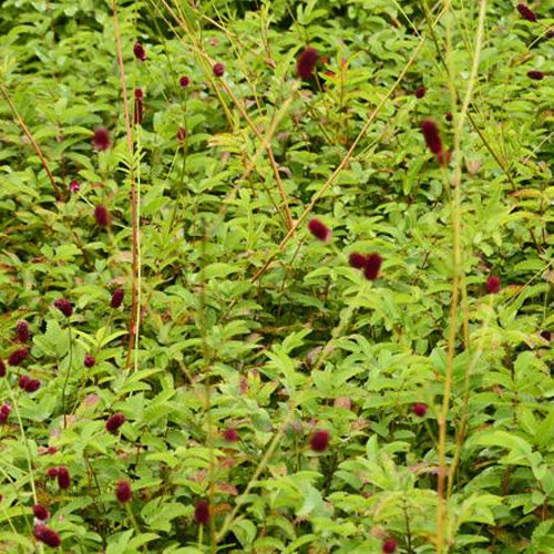 Bakker Cangshan Cranberry pimprenelle pot Ø9cm