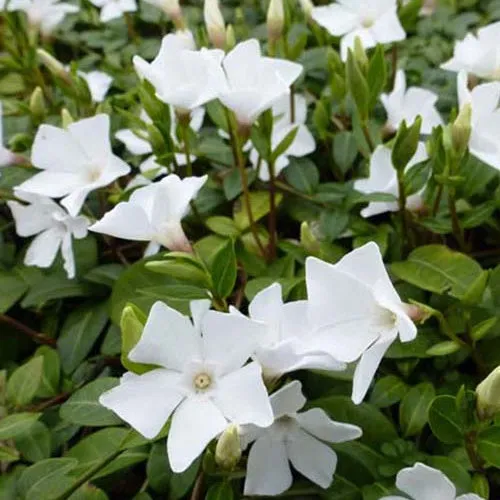 Bakker White Power petite pervenche blanche 3 pots Ø 9 cm