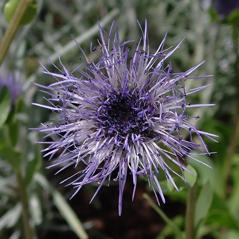 Globularia trichosantha plante vivace pot 1L bleu