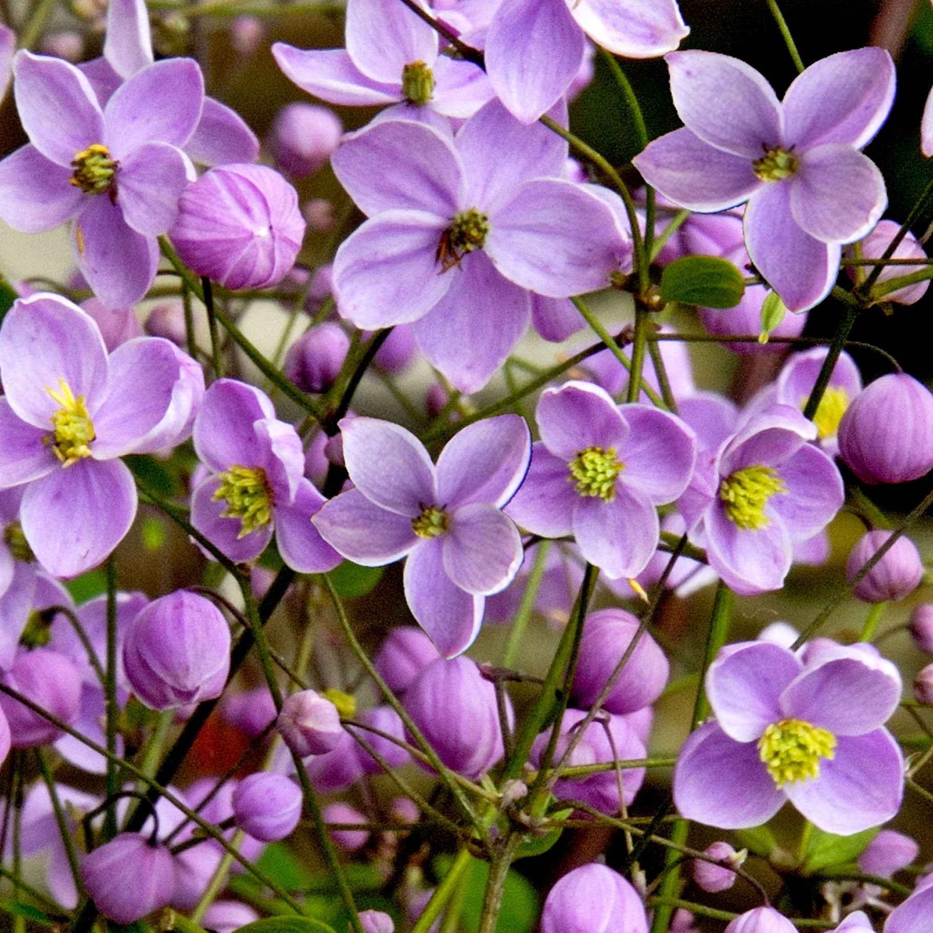 Bakker Pigamon du père Delavay pot 9cm vivace violette mi-ombre