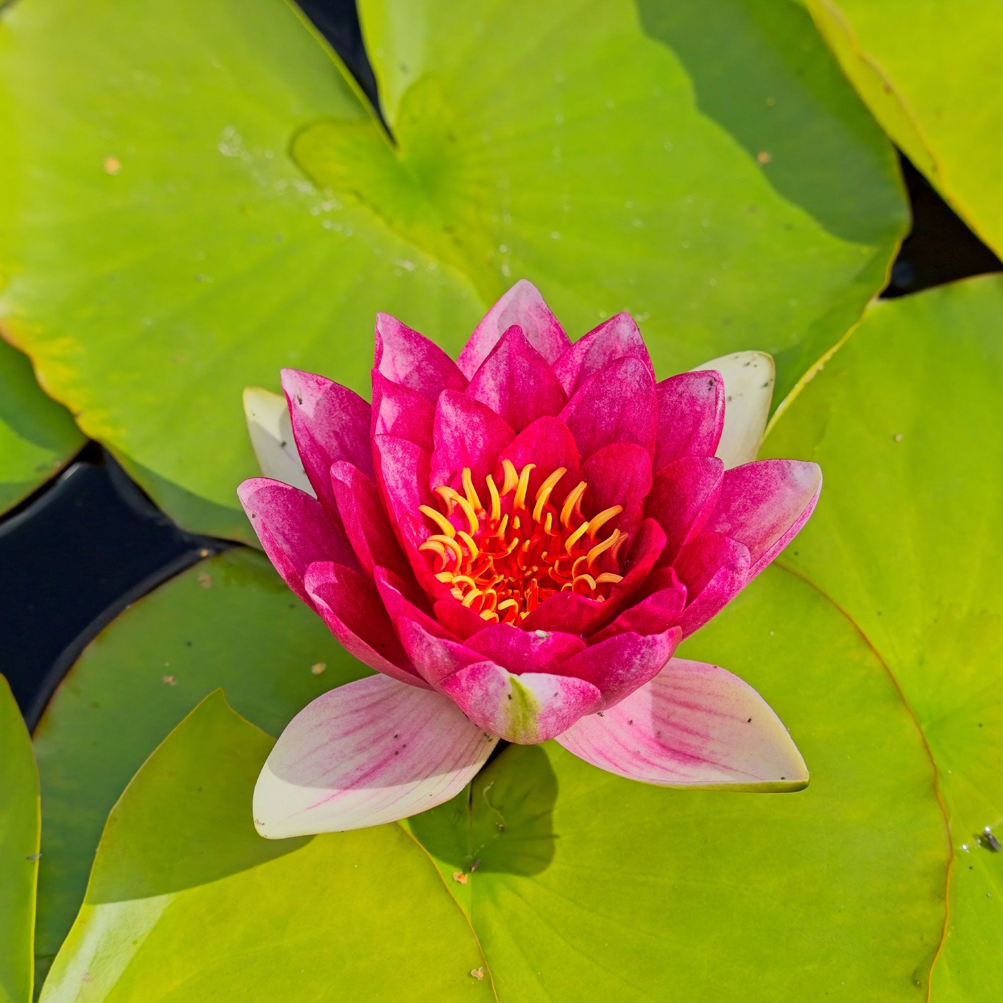 Bakker Nénuphar Attraction Nymphaea pot Ø9cm fleurs rouges