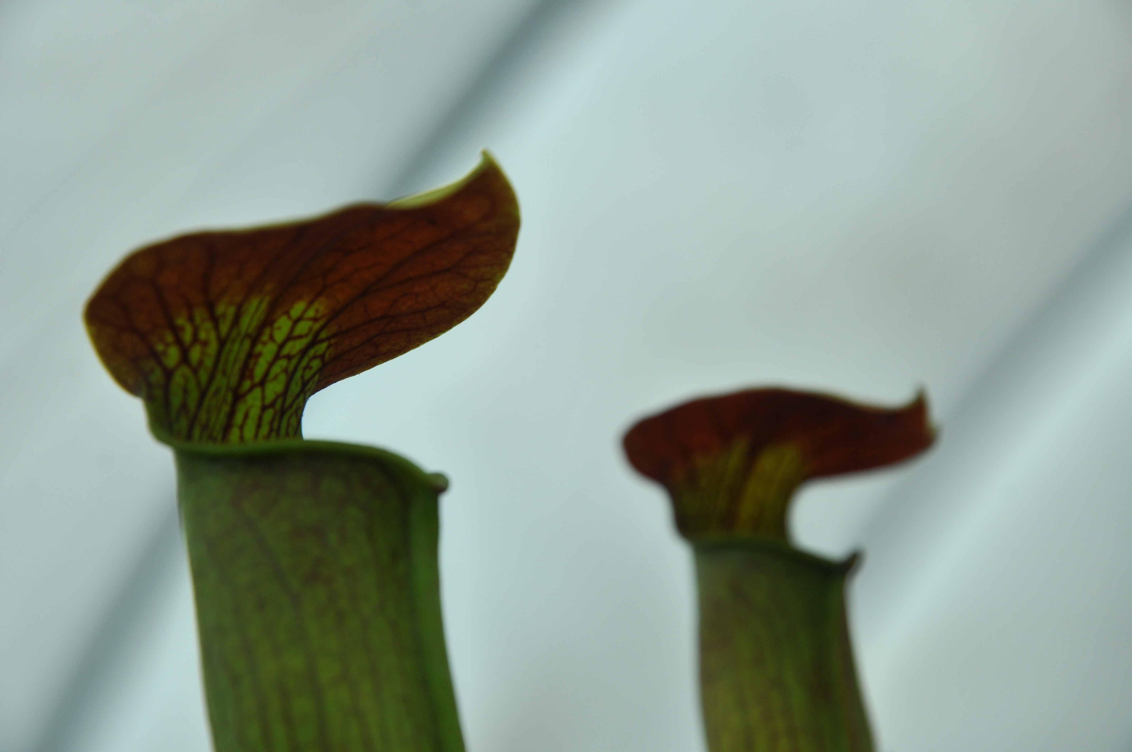 Carniflore Sarracenia alata rubrioperculata plante carnivore pot 11cm