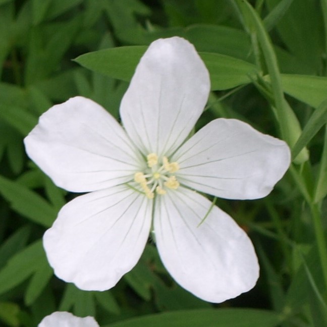Passion Vivaces Geranium Album vivace godet blanc