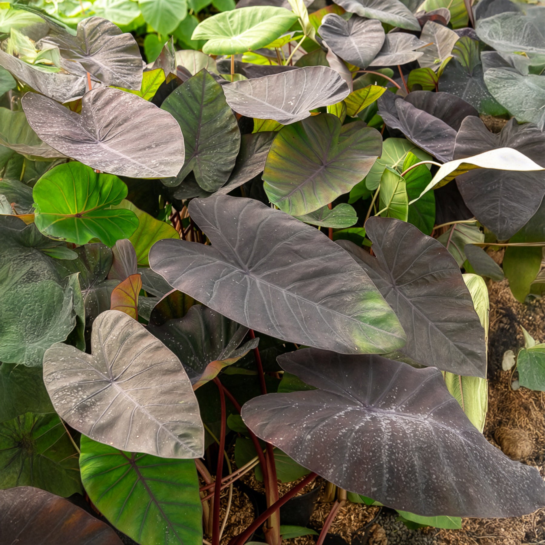 Bakker Colocasia Madeira oreille éléphant pot 9cm feuillage noir