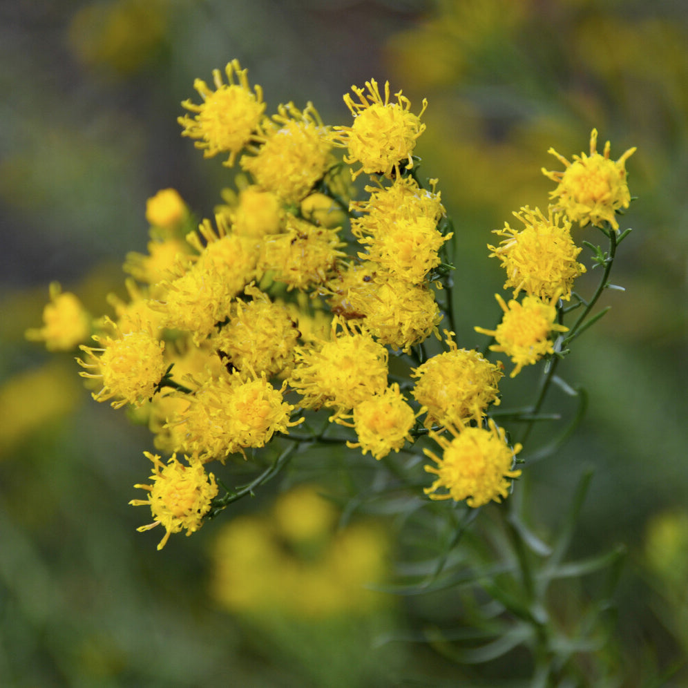 Bakker Aster linosyris plante vivace pot 9cm jaune