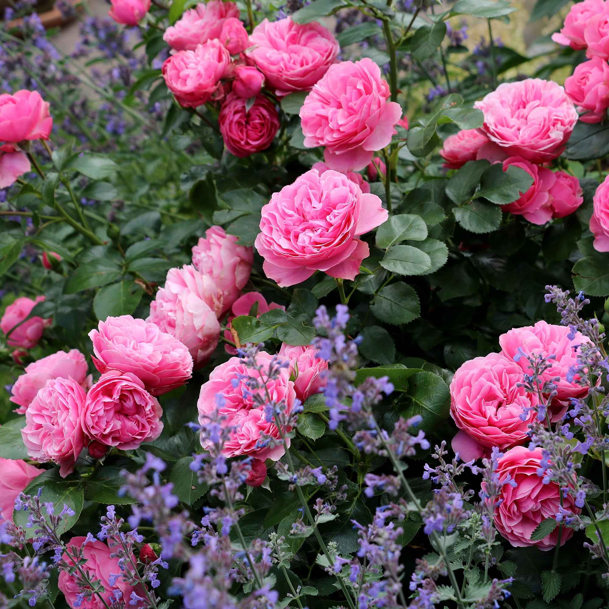 Bakker Rosiers Leonard de Vinci rosier motte rose
