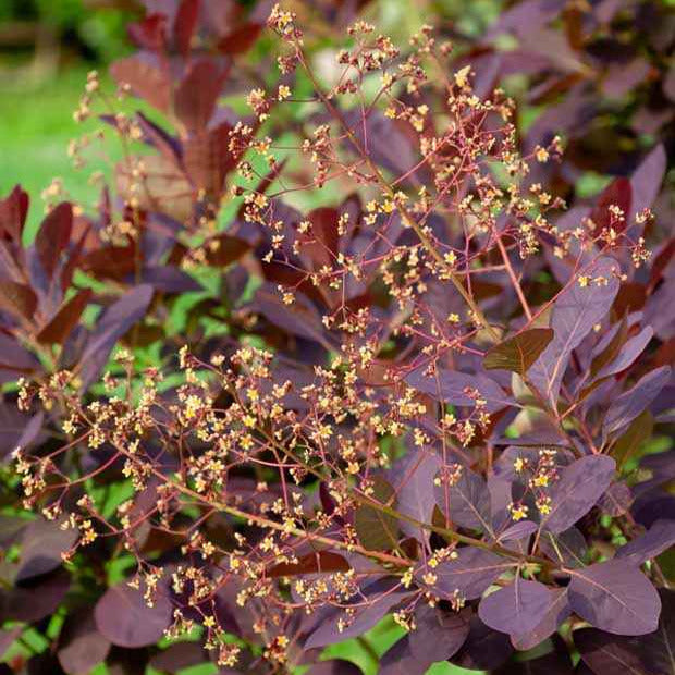 Bakker Arbre à perruque Cotinus arbuste lot 2 pots 3L