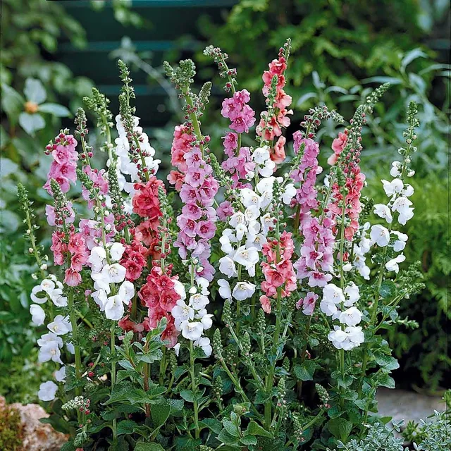 Bakker Molène mélange vivace 2 pots Ø9cm soleil